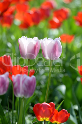 Tulpen