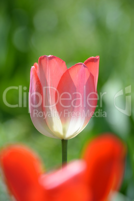 Tulpen Tulpen