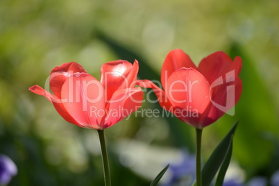 Tulpen Tulpen
