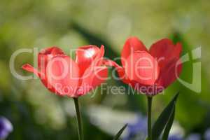 Tulpen