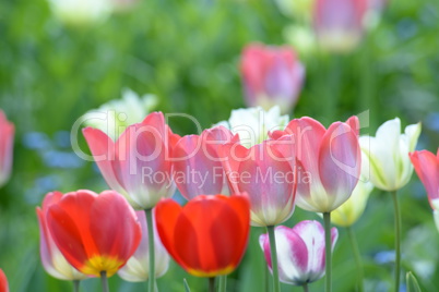 Tulpen