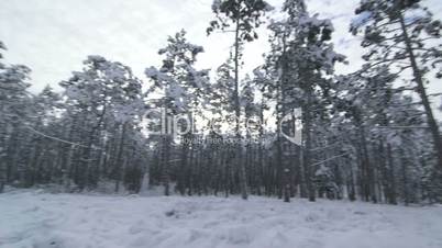 Walking in snow through the winter forest point of view