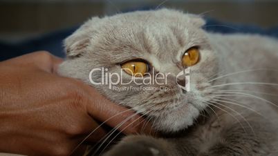 Scottish fold grey cat lies on a bed