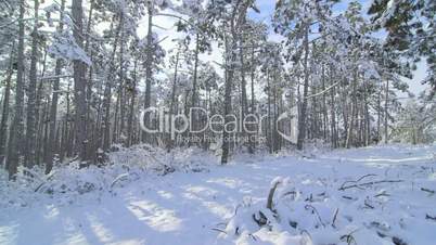 Winter forest landscape with pine trees covered with snow