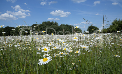 Margeritenwiese