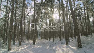 Sun shining through the pine trees covered with snow in winter forest