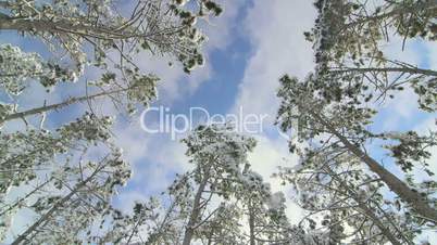 flying clouds in blue sky above pine trees covered with snow in the winter