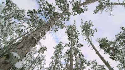 Tall pine trees covered with snow against flying clouds in the sky