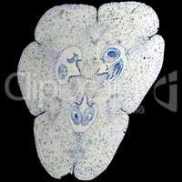 Lily ovary micrograph