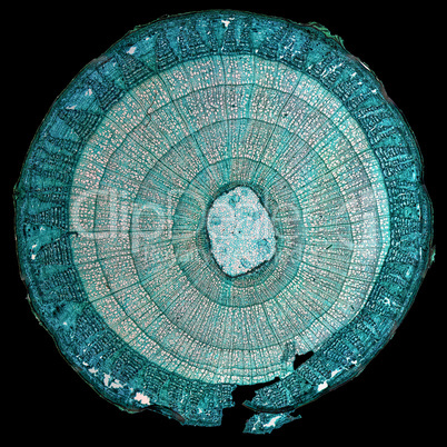 Tilia stem micrograph