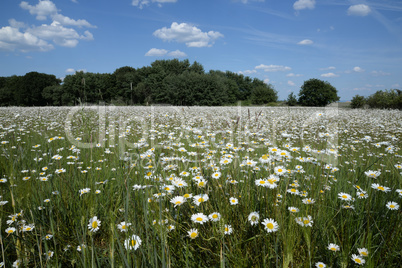 Margeritenwiese