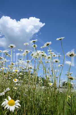 Margeritenwiese