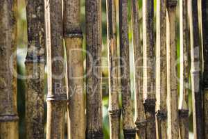 reed fence