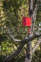 red nesting box