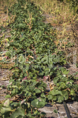 autumnal strawberry field