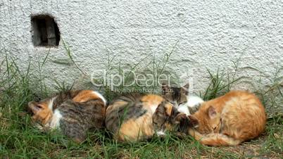 Three stray cats and one kitten sleeping