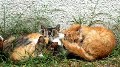 Closeup of a two stray cats and one kitten sleeping