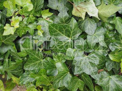 Green ivy background