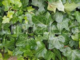 Green ivy background