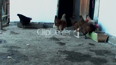 beautiful, well-fed chickens peck the grain in the henhouse