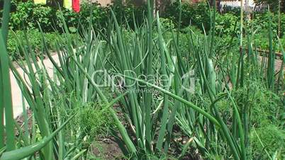 onions and dill grow in the same bed