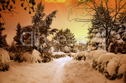 beautiful sunset in snowy woods