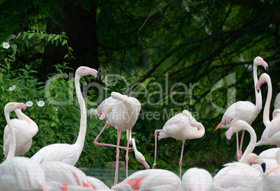 flock of flamingos on lake