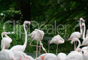 flock of flamingos on lake