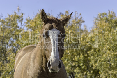 Horse Against Autumn Background
