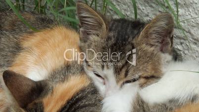 Closeup of a kitten and a stray cat sleeping