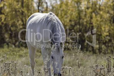 Horse Enjoying the Morning Sun