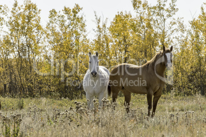 Horses against an Autumn Forest Background