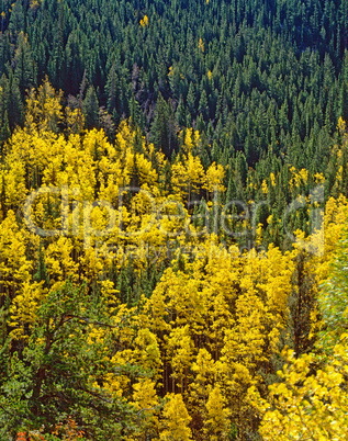 Autumn forest