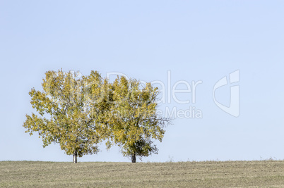 Twin Trees Encased in Golden Beauty