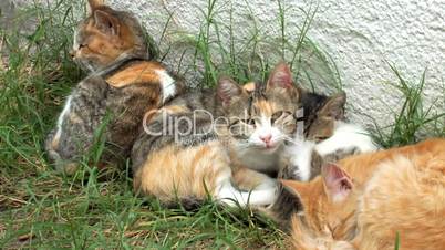 Closeup of a three stray cats and one kitten sleeping in the grass