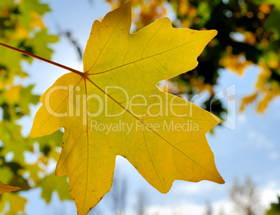 Autumn foliage against the sun