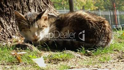 Closeup of a stray cat sleeping in the grass