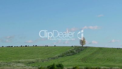 Herd of farm domestic animals grazing on lonely tree background