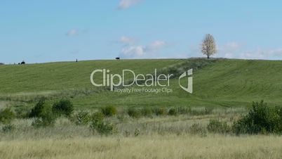 Herd of farm domestic animals grazing on lonely tree background