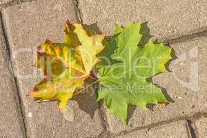 herbstlich verfärbtes Blatt