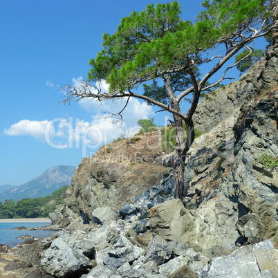 tree grows on the rocky shore