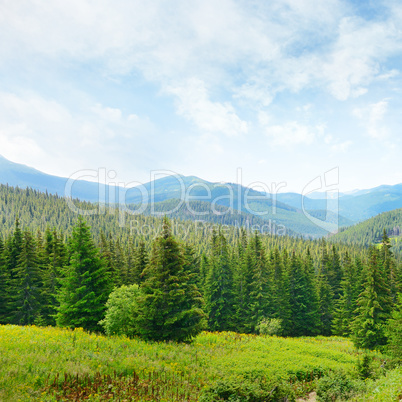 Beautiful pine trees on background high mountains.