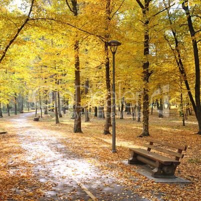 Autumn park and fallen leaves