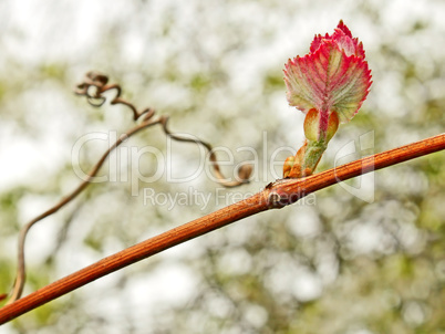 Grape leaf on the vine in springtime