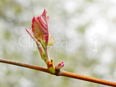Grape leaf on the vine sprouting in springtime