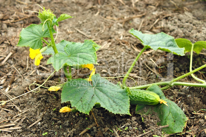 Cucumber plants grows in the soil