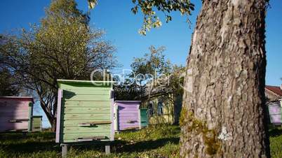 Honey bee hives in autumnal apple garden