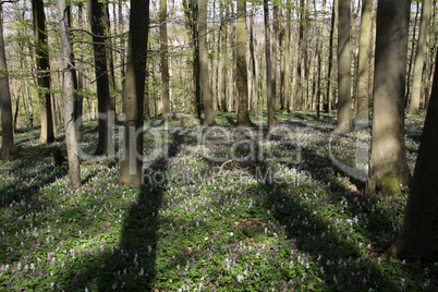 Lerchenspornblüte im Kalletal