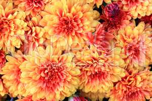 Blooms of Colorful Fall (Autumn) Mums