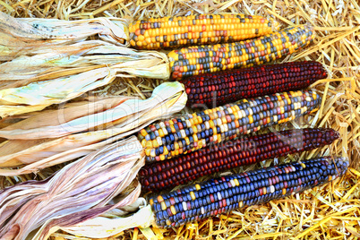 Indian colorful Maize-Fall, Harvest and Thanksgiving symbols